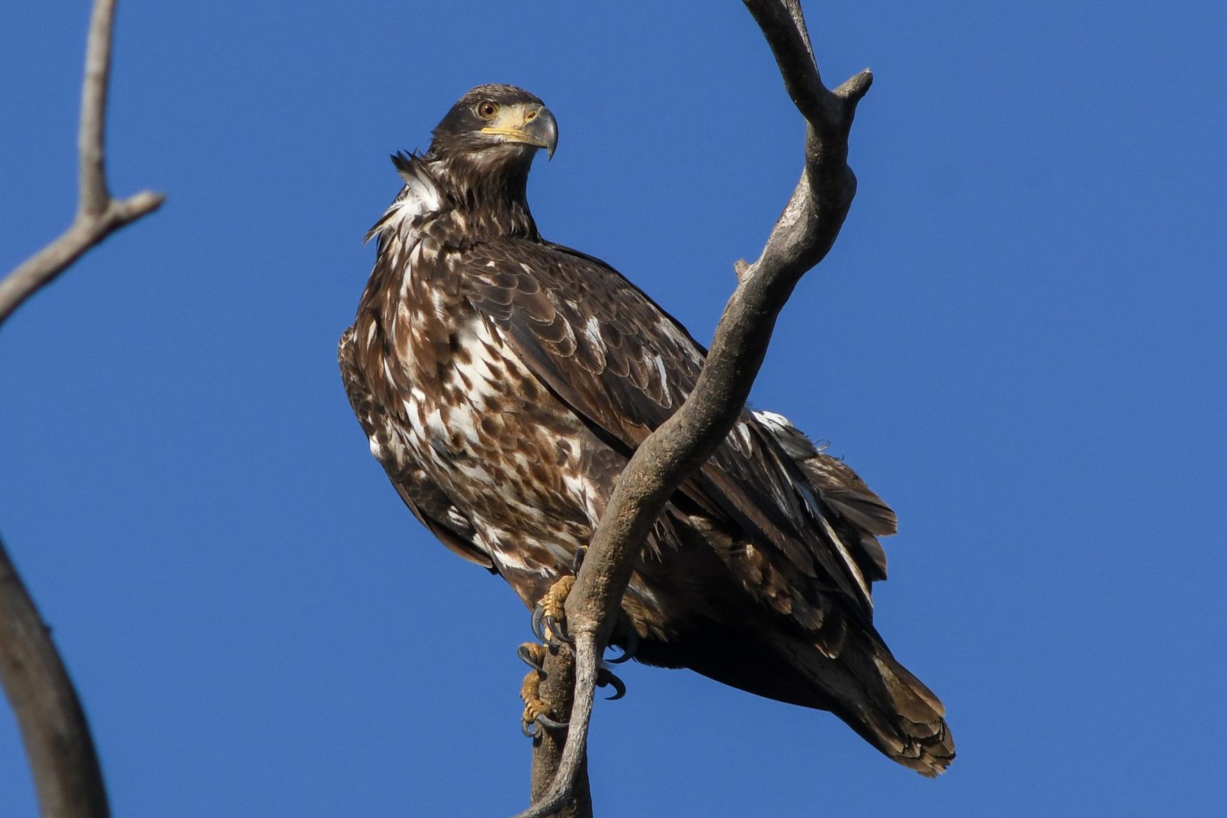 On the lookout